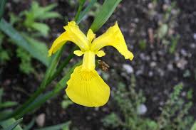Image result for Iris pseudacorus