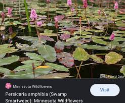 Image result for Persicaria madagascariensis