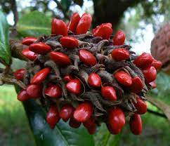 Starkculturalvenues Org Shangrilagardens Wp Content Blogs Dir 2 Files Plants Of Shangri La Magnolia Seed Pod Opened 2 Jpg Seed Pods Seeds Trees To Plant
