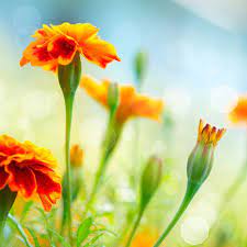 Marigold Building Skin Marigold Flower Flower Extract
