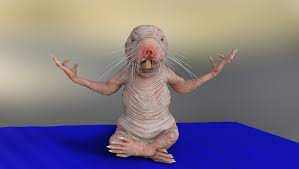 Naked Mole Rat Mulle Yoga - Free photo on Pixabay