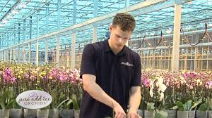 Check spelling or type a new query. Orchid Care After Blooms Drop Just Add Ice Orchids Youtube