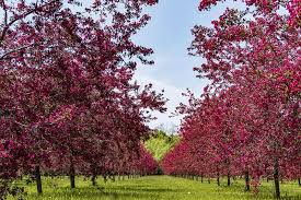 They grow 15 to 20 feet tall with a similar spread. Crabapple Trees Buying Growing Guide Trees Com