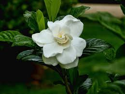 Image result for Gardenia