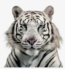 41 png, tiger on transparent background. Free Png White Tiger Png Images Transparent White Tiger Transparent Background 850x772 Png Download Pngkit