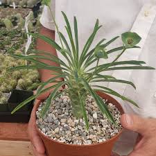 Image result for Euphorbia platycephala