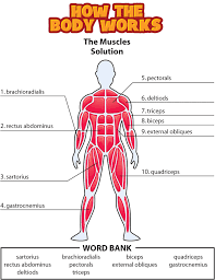 Most of the muscles that straighten the fingers and wrist come together and attach to the medial epicondyle, or the bump on the inside of your arm just . Diagram Blank Muscle Diagram For Kids Full Version Hd Quality For Kids Ajaxdiagram Koinefilm It