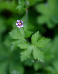 Image result for Geranium arabicum