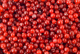 Cranberries, Lingonberries - Eat The Weeds and other things, too