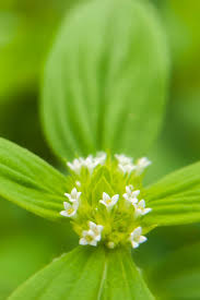 Image result for Richardia scabra