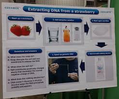 Wordpress Com Dna Project Dna Activities Dna