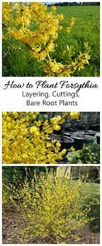 Start by filling you pots 1 inch from the top with fresh sterile potting soil. Planting Forsythia When And How To Plant A Forsythia Shrub Plants Beautiful Flowers Garden Organic Vegetable Garden