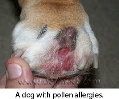 Here are a few helpful. Dermatology Clinic For Animals Pododermatitis In Tacoma Wa Dermatology Clinic For Animals