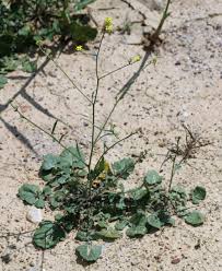 Image result for Sisymbrium orientale