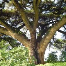 Image result for Acacia abyssinica