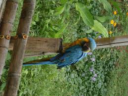 Falan Tolima Colombia Nature Animals Bird