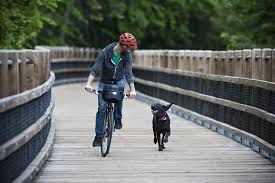 Marcus sommers realizes that he and his troubled, estranged brother david may be prone a fatal brain disease that runs in their family. The Amazing Upside Of Getting Chased By Dogs