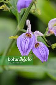 Image result for Brillantaisia