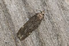 Image result for Bryotropha similis