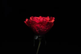 2 download 75+ gambar bunga mawar cantik berbagai warna. Kisah Inspiratif Mawar Berduri Di Tepi Jurang