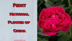 Peony Flower Meaning