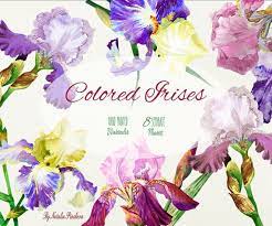 Colored Irises Hand Painted Digital Watercolor Clip Art Watercolor Clipart Clip Art Digital Watercolor