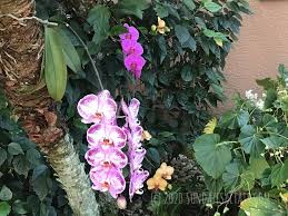 Maybe you would like to learn more about one of these? Stimulate Root Growth On An Orchid With No Roots How To Grow New Roots On An Orchid Sundaze Saltair