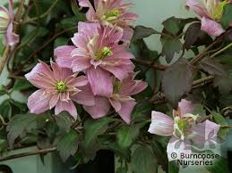 Grown in the uk & delivered to your door. Clematis From Burncoose Nurseries Page 1