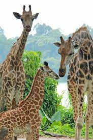 Top 10 Zoos In The Usa To Take Your Kids To Singapore Zoo Giraffe Zoo Animals