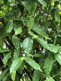 Image result for Gnetum