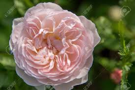 Maybe you would like to learn more about one of these? Blooming Rose In The Garden On A Sunny Day David Austin Rose Gentle Hermione Stock Photo Picture And Royalty Free Image Image 81409111