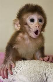 Little Monkey Pet Toilet Trained Of Course Cute Baby Monkey Cute Baby Animals Cute Animals