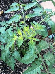 Another reason why tomato plant leaves are yellow is because of the presence of a disease or a pest. New Tomato Leaves Turning Yellow Helpfulgardener Com