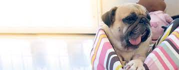 Why Dogs Lick Before Sleep Wag