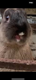 Non mentire!! Quanti conigli hai ucciso? : r/skyrim