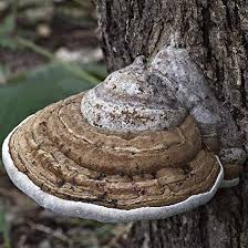 Image result for Ganoderma applanatum