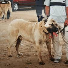 Shows your dog will watch. Kangal Dog And Puppies At The Sivas Annual Breed Show 12 July 2002 Download Scientific Diagram