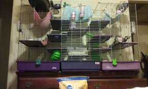 Prevue hendryx corner black ferret cage. I Combined 2 Superpet Cages And A Kaytee Cage Into 1 Large Cage For My 7 Ferrets Ferret Box Fan Home Appliances