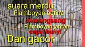 Utamanya bagi mereka yang baru mengenal jenis burung kicau. Cukup 3 Menit Flamboyan Bakal Buka Paruh Dan Gacor