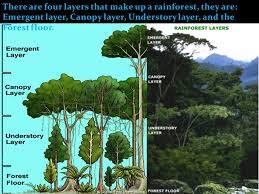 Hutan ini termasuklah hutan hujan malar hijau di garis lintang khatulistiwa dan hutan monsun tropika. Pembentukan Struktur Lapisan Tumbuhan Dalam Hutan Hujan Tropika