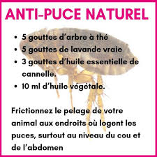 Check spelling or type a new query. Les Huiles Essentielles A Utiliser Contre Les Puces