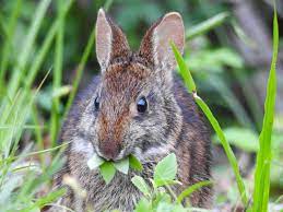 These flowers are so yummy to rabbits, that many homeowners struggle to find ways of keeping wild rabbits away from them. Humane Ways To Prevent Rabbit Damage In The Garden Hgtv