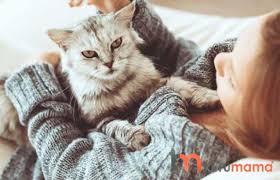 Kedi Alerjisi Evcil Hayvan Blogu