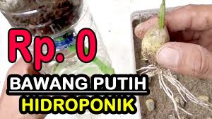 Cara Menanam Bawang Putih Dalam Botol Hidroponik Modal 0 Rupiah Youtube