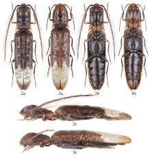 Image result for Sinopteridaceae