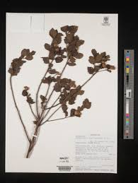 Image result for Brachythrix