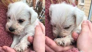 According to akc standards, the standard schnauzer should stand between 17.5 and 19.5 inches tall and weigh between 35 and 45 pounds. Picking Up Our New Puppy White Miniature Schnauzer 2018 Becky Excell Youtube