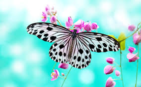 A butterfly colored in all the colors of the rainbow, vibgyor wings and very attractive, placed on a black and white. Butterfly Backgrounds Airwallpaper Com