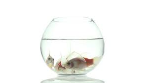 Apply contact cement to one end of a 12 dowel and insert into one side of the pvc cross. One Goldfish Swimming In Little Stock Footage Video 100 Royalty Free 2489576 Shutterstock