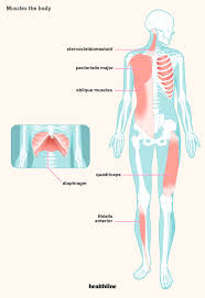 Impedance (bi) measurements of their upper arms, thighs, and lower legs. How Many Muscles Are In The Human Body Plus A Diagram